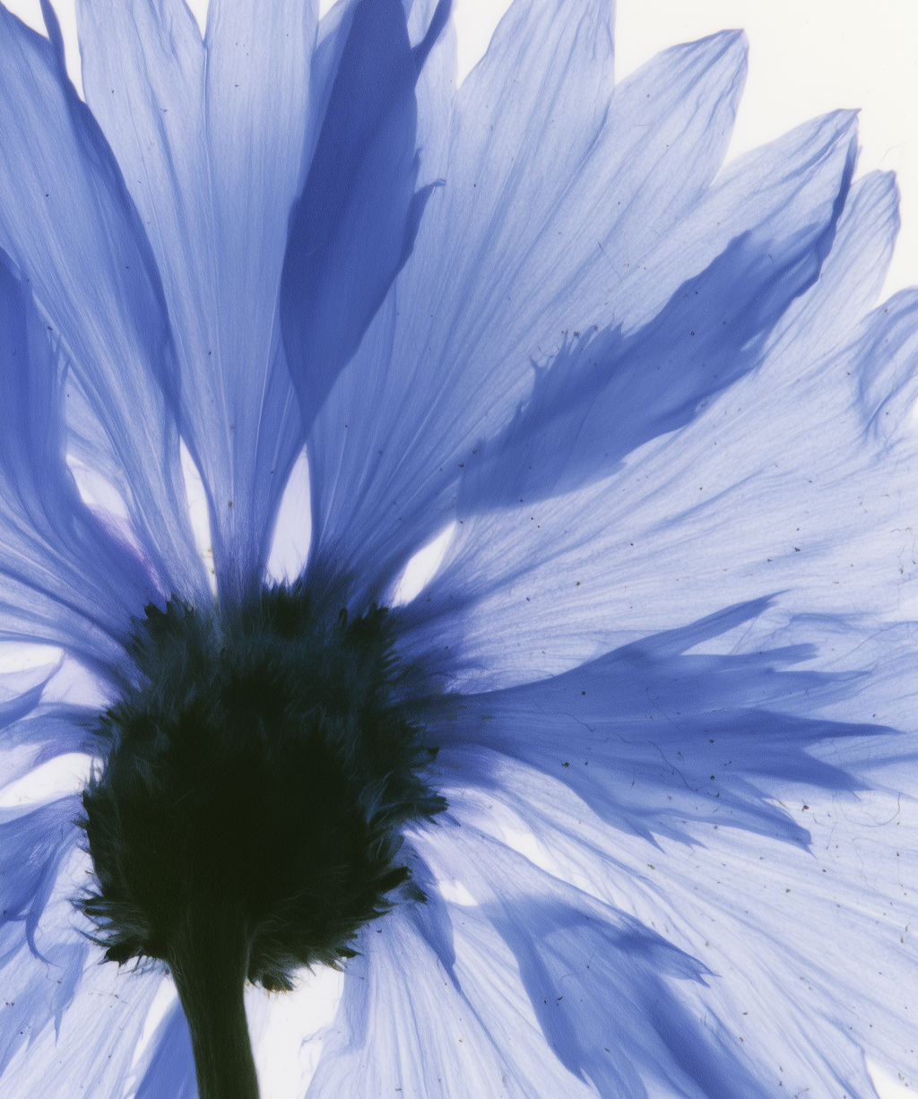 EAU FLORALE DE BLEUET BIO